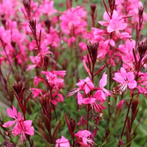 Gaura lindt pink