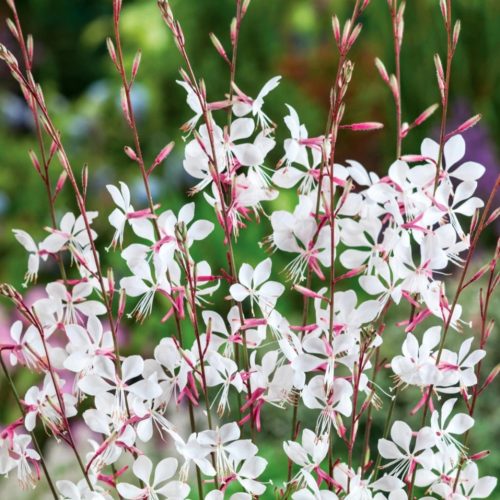 Gaura lindt white