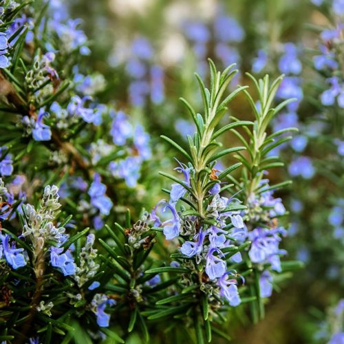 Rosemary