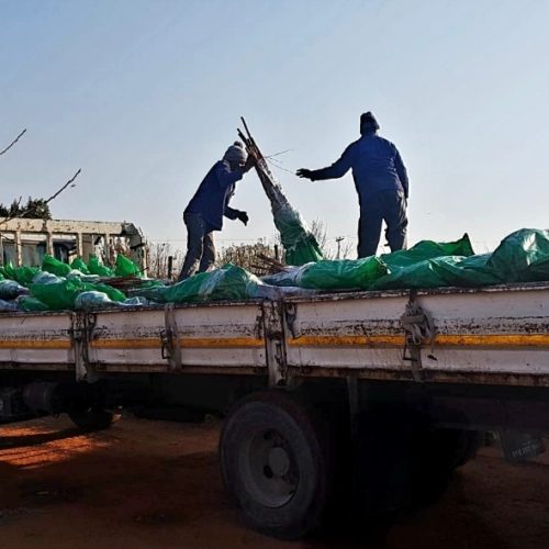 Bareroot trees being delivered