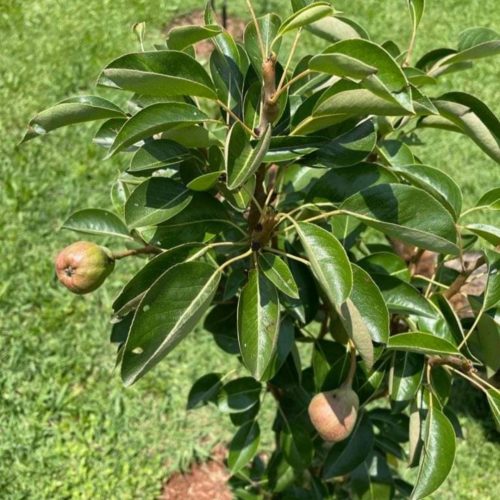 Fruit trees